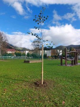 Zasaditev lip na Javorniku